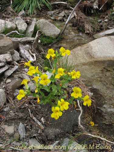 Image of Mimulus luteus (Berro amarillo / Placa). Click to enlarge parts of image.